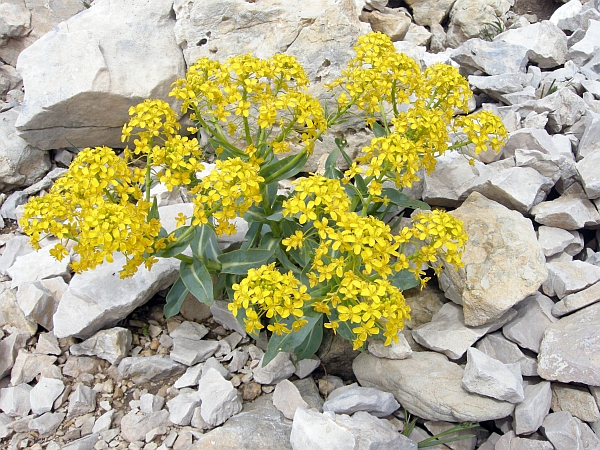 Isatis apennina (=Isatis allionii) / Glasto di Allioni